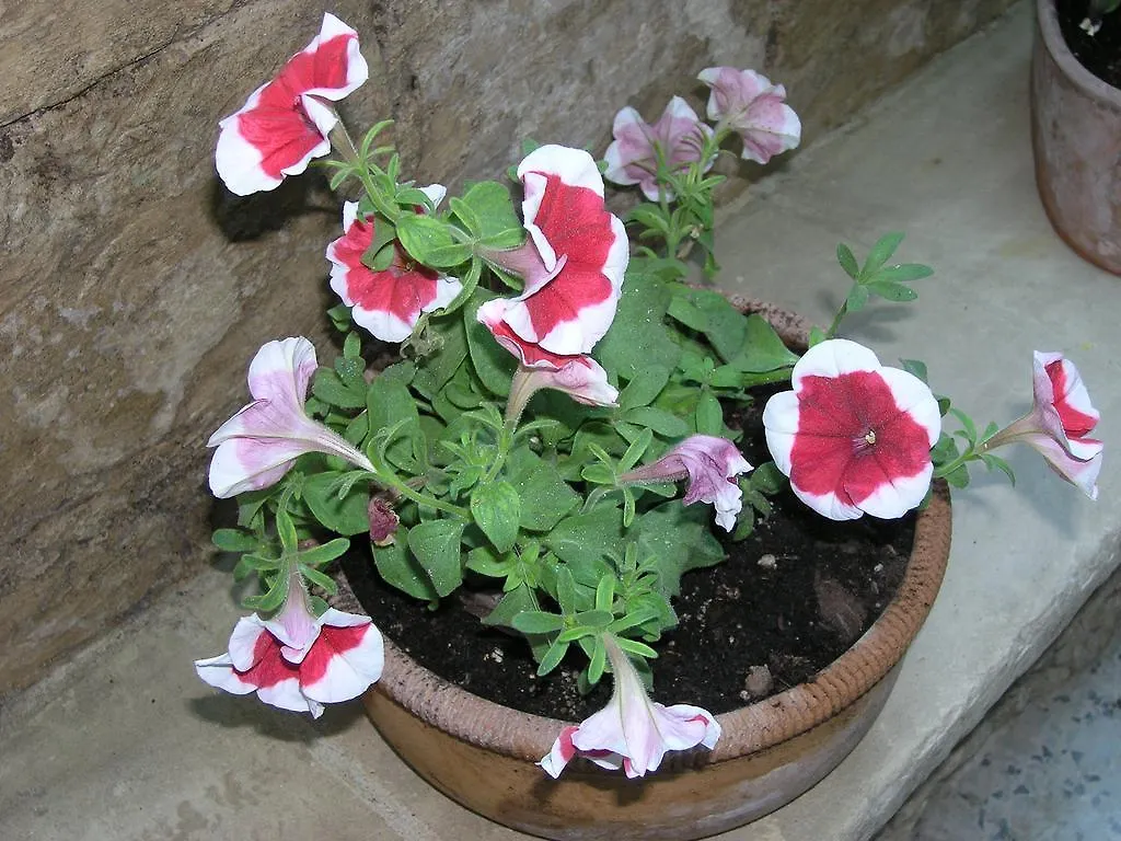 B&B Malennio Lecce Bed & Breakfast